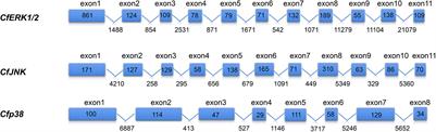 Identification, Characterization, and Expression Analysis Reveal Diverse Regulated Roles of Three MAPK Genes in Chlamys farreri Under Heat Stress